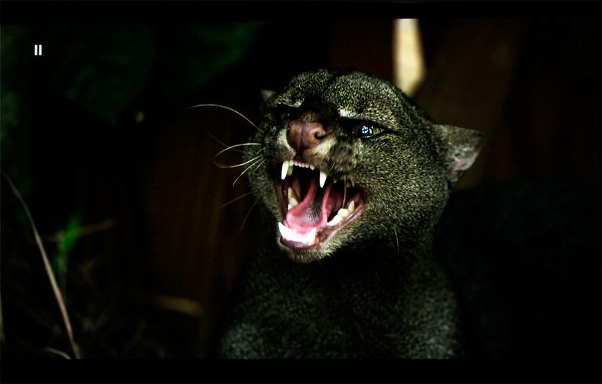 JVC DLA-NZ8 8K Laser Home Theater Projector